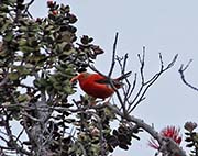 Picture/image of Iiwi