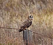 Picture/image of Pueo - Hawaiian Owl