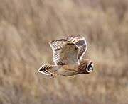 Picture/image of Pueo - Hawaiian Owl