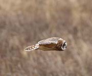Picture/image of Pueo - Hawaiian Owl
