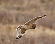 Picture/image of Pueo - Hawaiian Owl