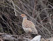 Picture/image of Grey Francolin