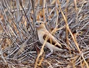 Picture/image of African Silverbill
