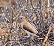 Picture/image of African Silverbill