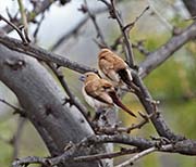 Picture/image of African Silverbill