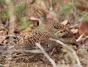 Picture/image of Grey Francolin