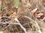 Picture/image of Grey Francolin