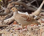 Grey Francolin