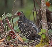 Picture/image of Kalij Pheasant