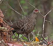 Picture/image of Kalij Pheasant