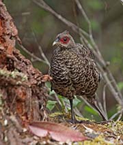 Picture/image of Kalij Pheasant
