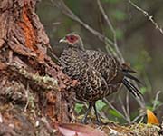 Picture/image of Kalij Pheasant