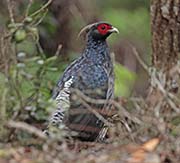 Kalij Pheasant