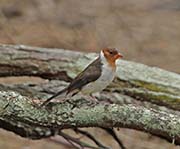 Picture/image of Yellow-billed Cardinal