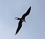 Picture/image of Magnificent Frigatebird