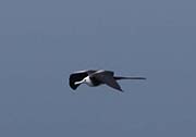 Picture/image of Magnificent Frigatebird