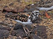 Picture/image of Ruddy Turnstone