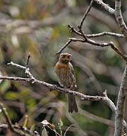 Picture/image of House Finch