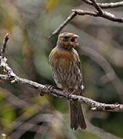Picture/image of House Finch