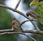 Picture/image of House Finch