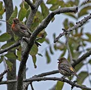 Picture/image of House Finch