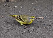 Picture/image of Yellow-fronted Canary