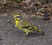 Picture/image of Yellow-fronted Canary