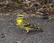 Picture/image of Yellow-fronted Canary