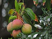 Picture/image of Big Island Hawaii