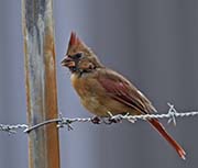Picture/image of Northern Cardinal