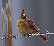 Picture/image of Northern Cardinal
