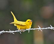 Picture/image of Saffron Finch