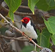 Picture/image of Yellow-billed Cardinal