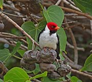 Picture/image of Yellow-billed Cardinal