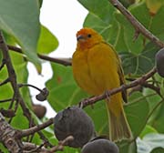 Picture/image of Saffron Finch