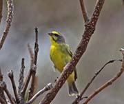 Picture/image of Yellow-fronted Canary