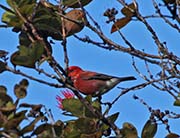 Picture/image of Apapane