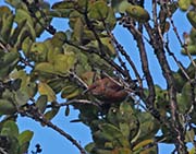 Picture/image of Apapane