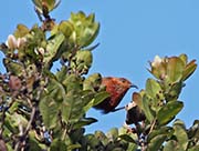 Picture/image of Apapane