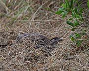 Picture/image of Erckel's Francolin