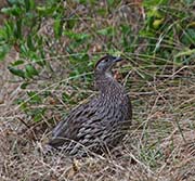 Picture/image of Erckel's Francolin