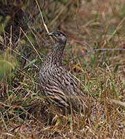 Erckel's Francolin