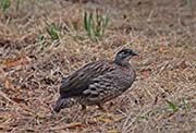 Picture/image of Erckel's Francolin