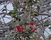 Picture/image of Amakihi