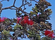 Picture/image of Apapane