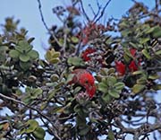 Picture/image of Apapane