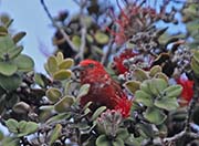 Picture/image of Apapane