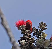 Picture/image of Apapane