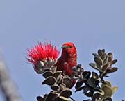 Picture/image of Apapane