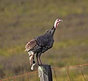 Picture/image of Wild Turkey